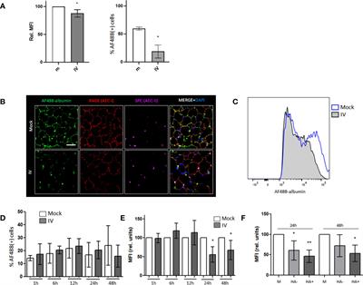 Influenza virus decreases albumin uptake and megalin expression in alveolar epithelial cells